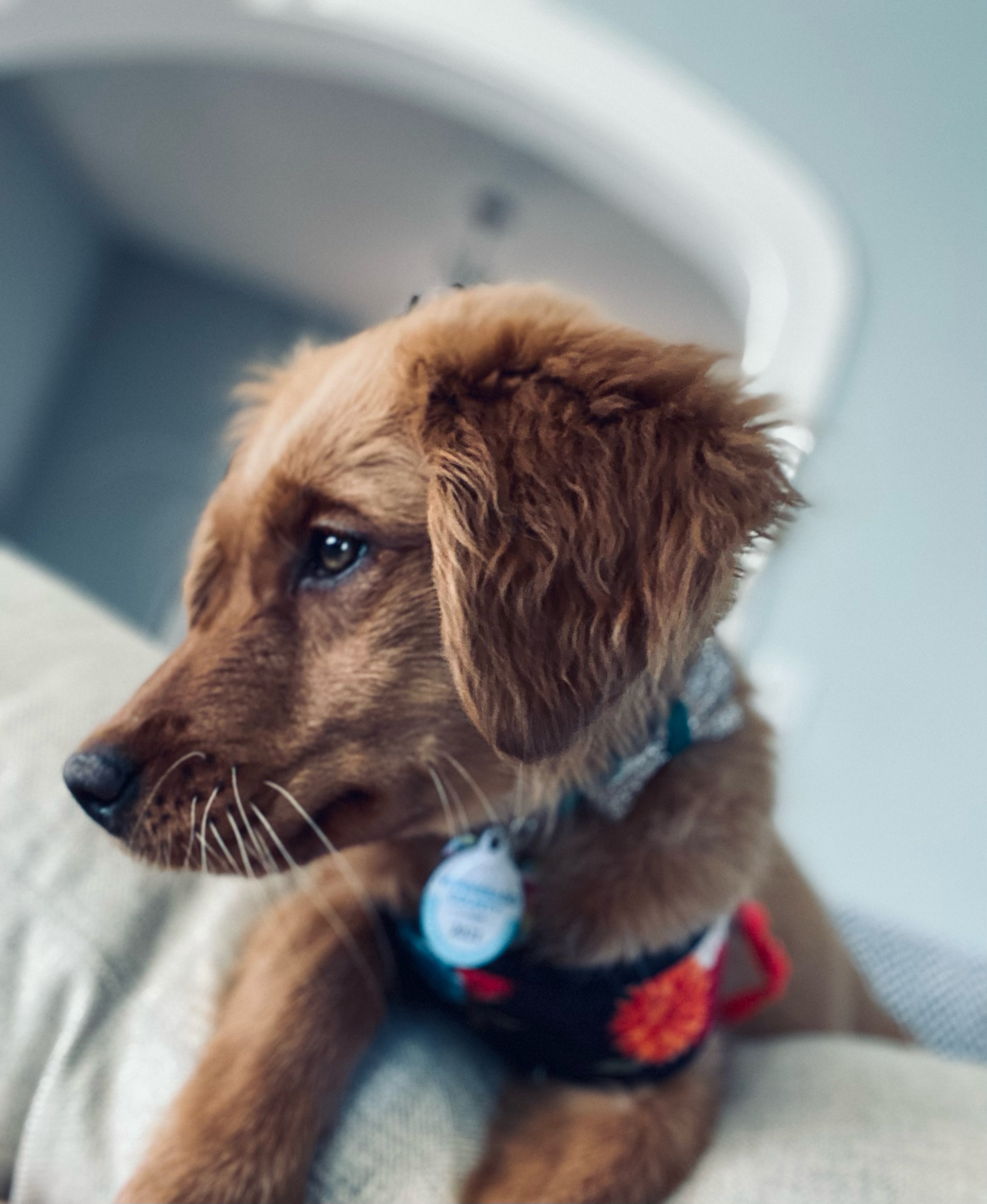 A red labrador puppy named Nellie