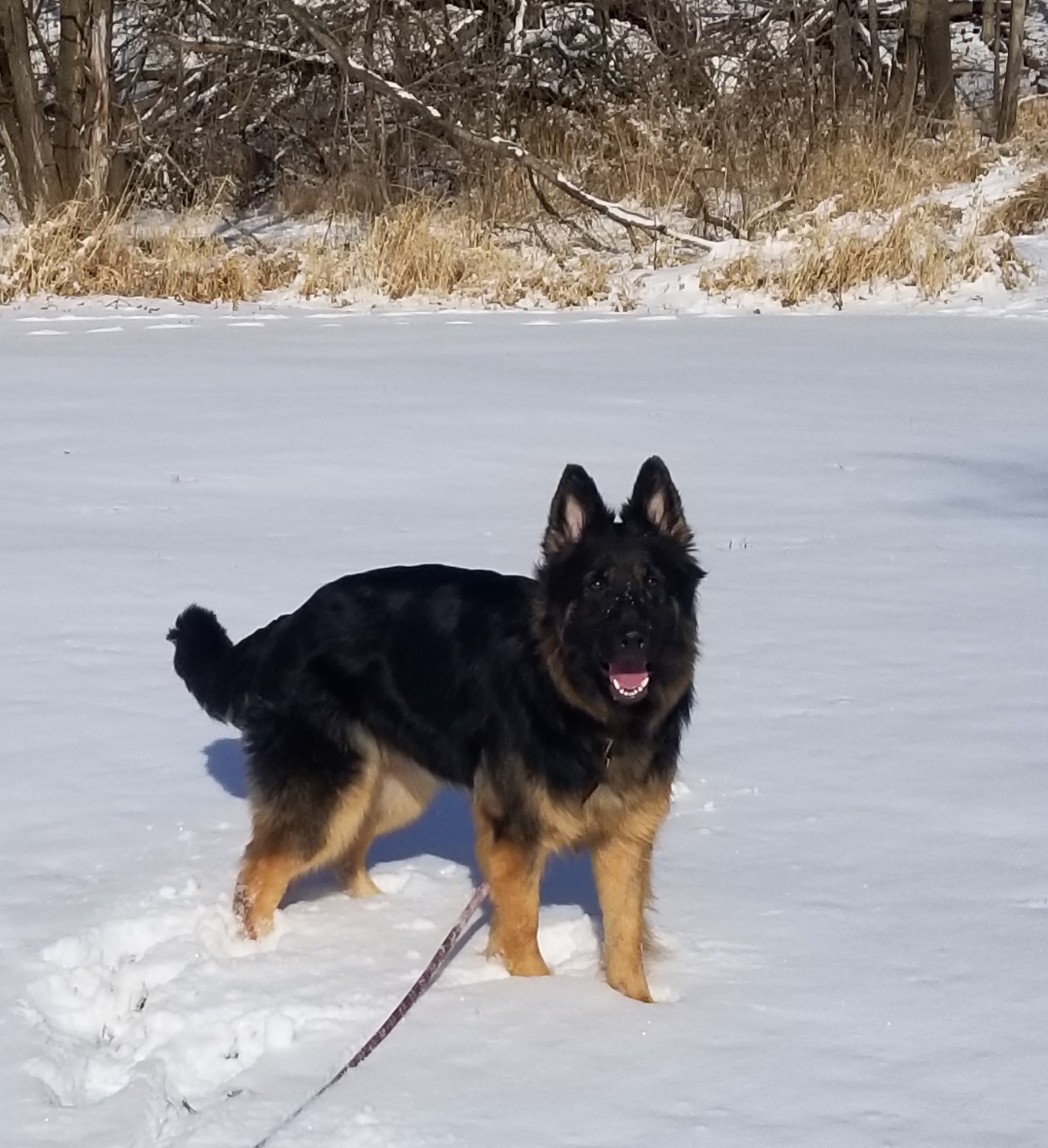 A german shepherd named Roxie